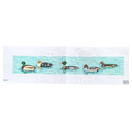 Swimming Ducks