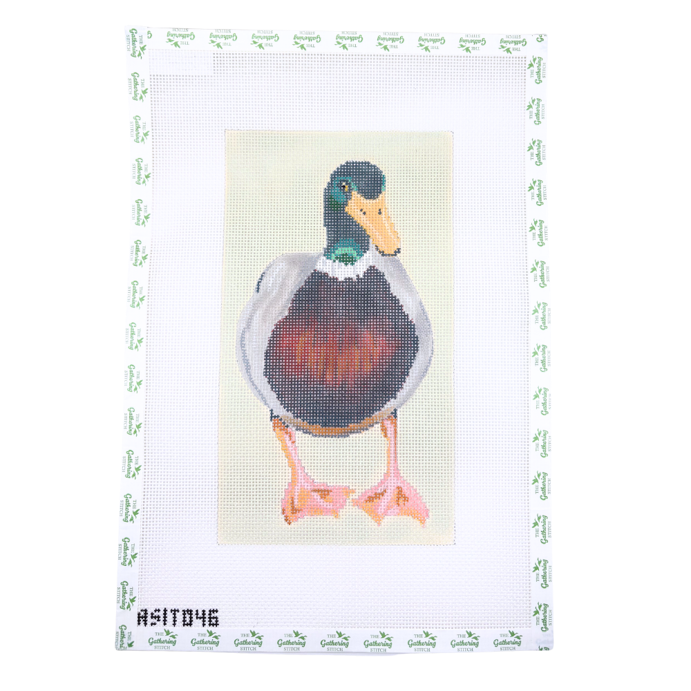 Mallard Standing