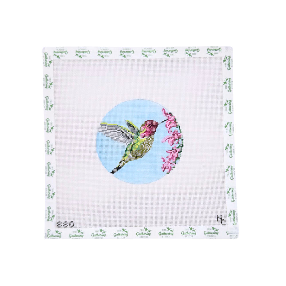 Anna's Hummingbird